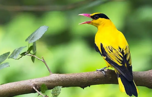黄鹂鸟寓意和象征意义是什么？
