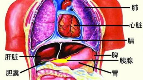 人体器官图心肝脾肺肾位置