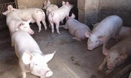 发改委称生猪价格出现明显反弹，这对养殖户有何积极影响？